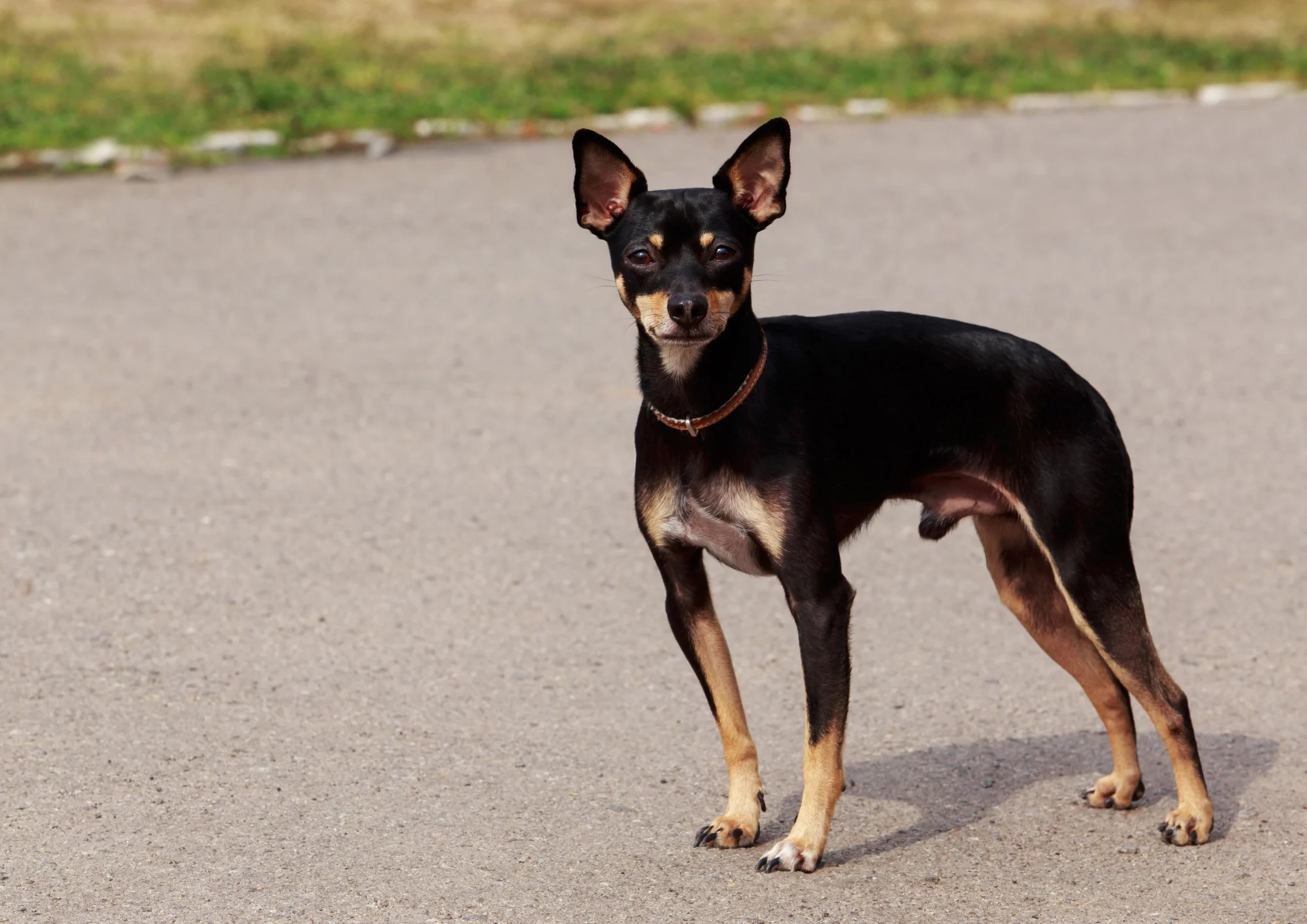 Chien de race Terrier de Manchester